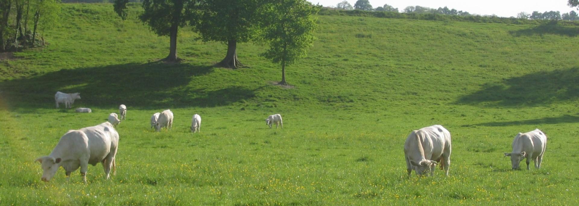 Vaches Vaches