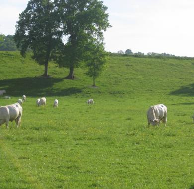 Vaches Vaches
